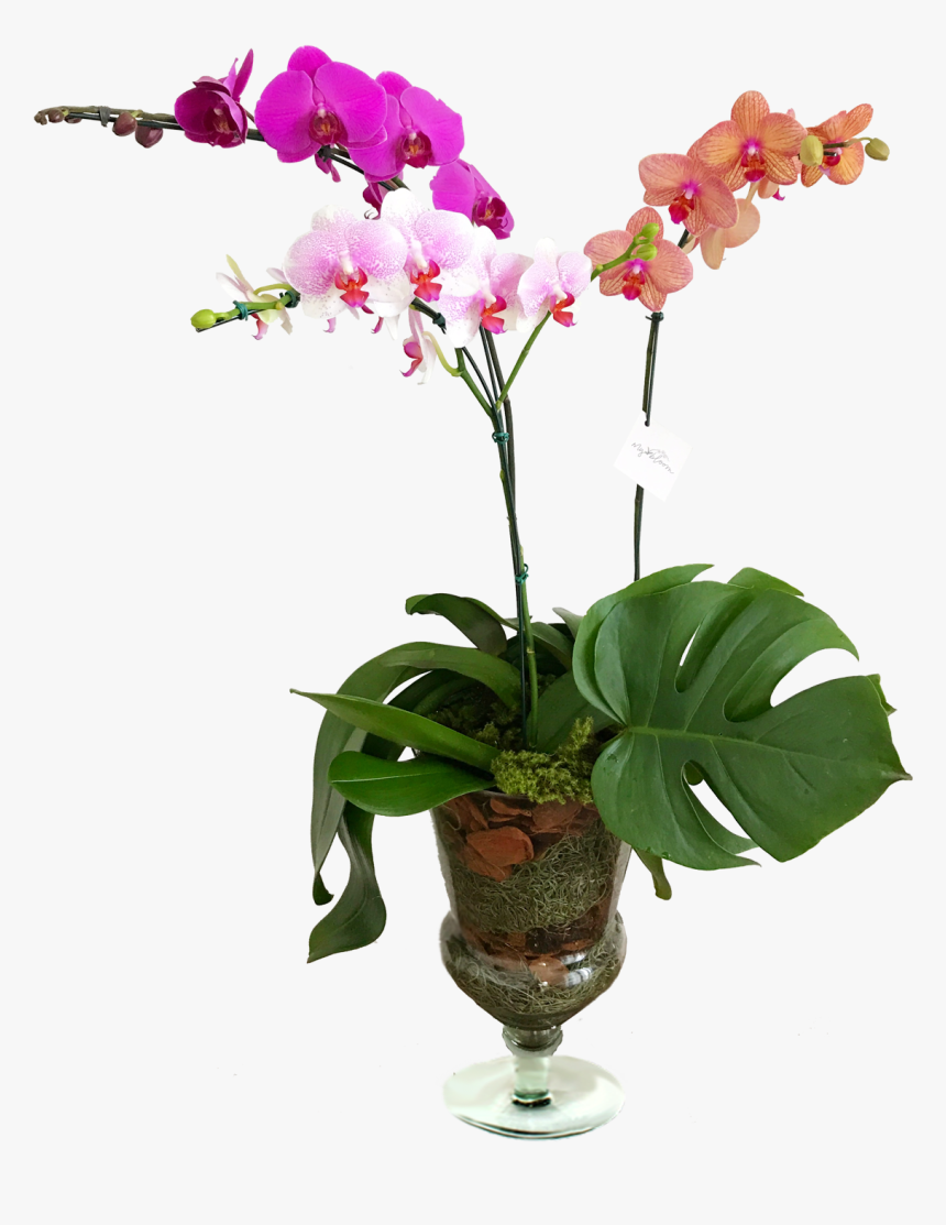 Vaso Orquidea Png, Transparent Png, Free Download