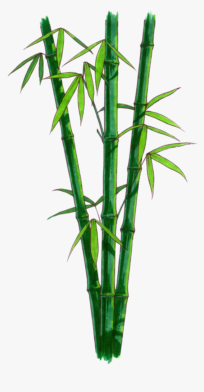 Blade Of Grass Tattoo - Bamboo With No Background, HD Png Download, Free Download