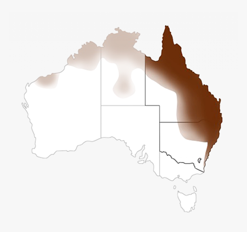 Combined Stingless Bee Distribution 1000px Qldnsw - Barossa Valley On Map, HD Png Download, Free Download
