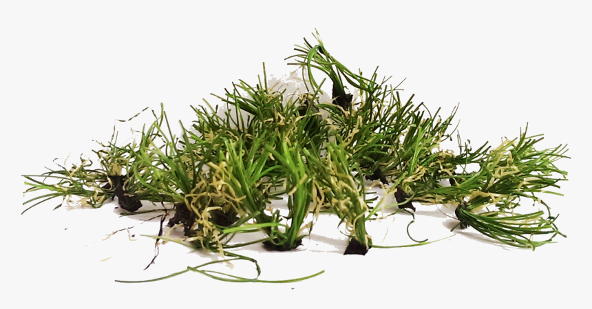 An Artificial Grass Pile - Pile Of Grass Png, Transparent Png, Free Download