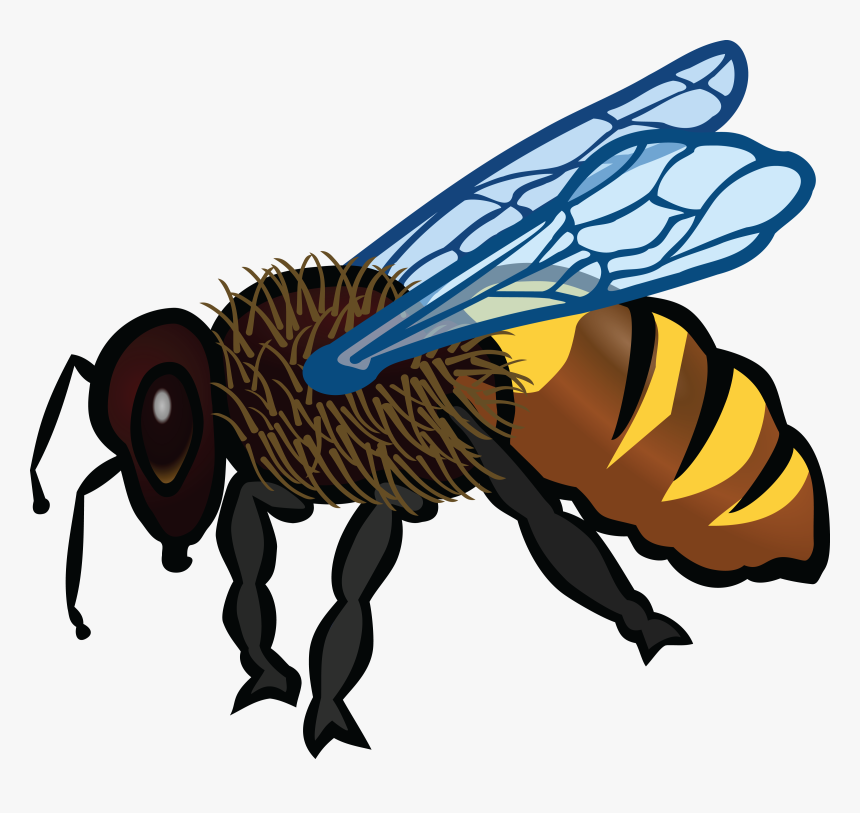 Transparent Bee Silhouette Png - Honey Bee Colour, Png Download, Free Download