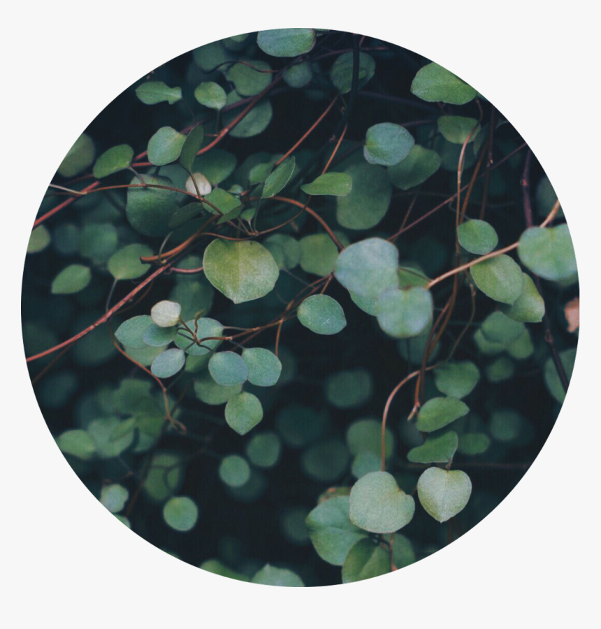 🍃

#circle #green #leaves #nature #background - Leaf Background Png Circle, Transparent Png, Free Download