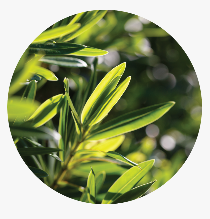 Pieu New Nonco Tea Tree Spot Patch, HD Png Download, Free Download