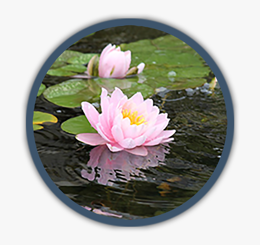 Water Lily, HD Png Download, Free Download