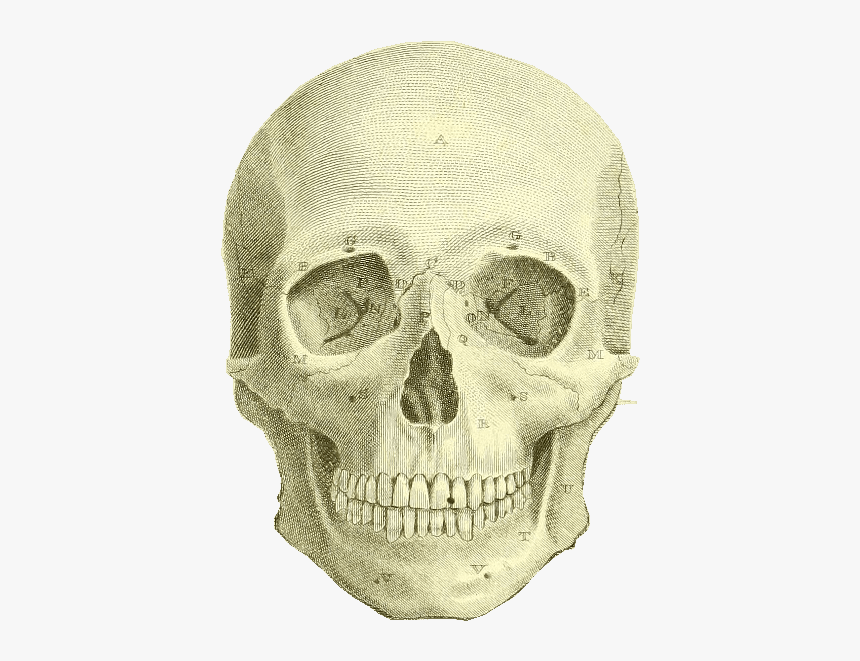 Skull, HD Png Download, Free Download