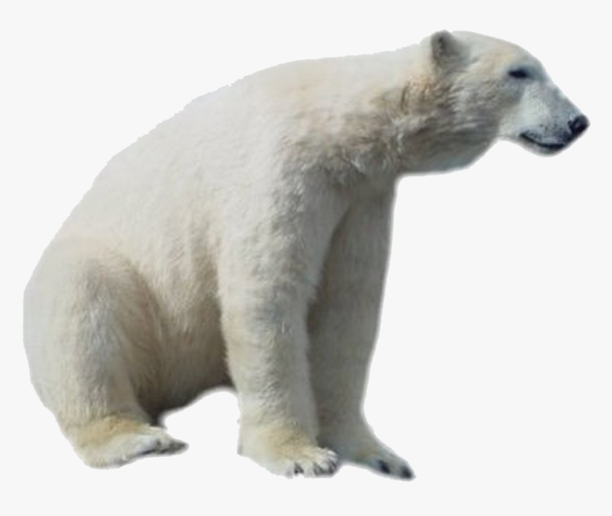 Polar Bear Png Hd - Real Polar Bear Clipart, Transparent Png, Free Download