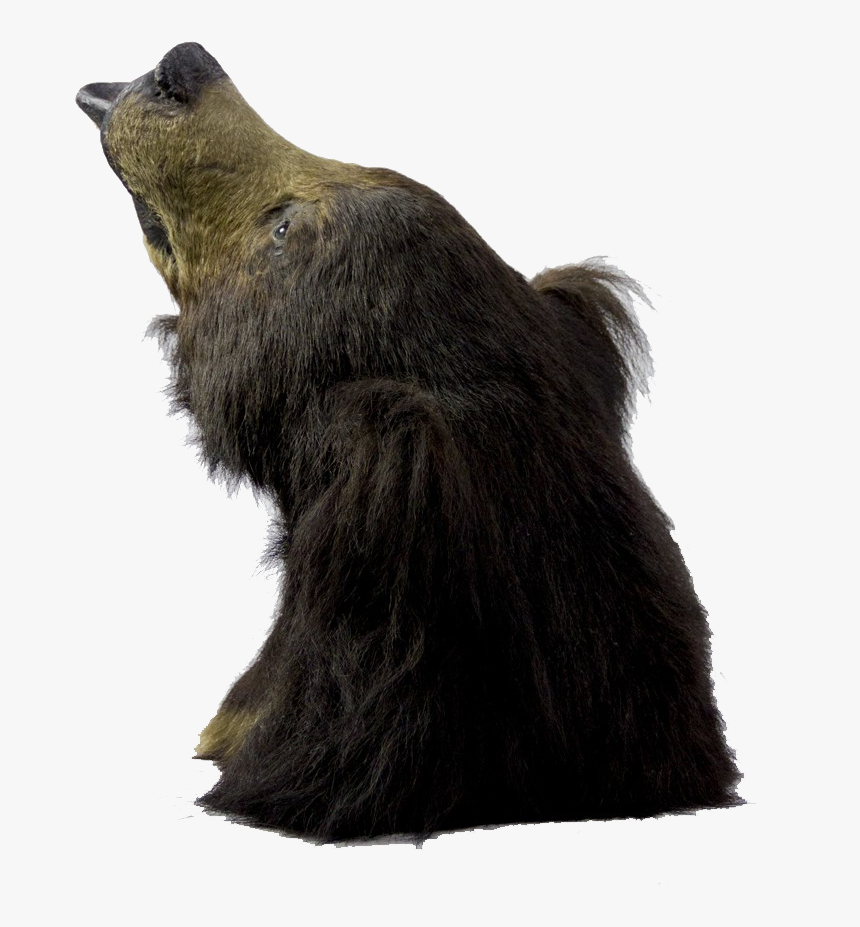 Sloth Bear Png Free Images - Punxsutawney Phil, Transparent Png, Free Download