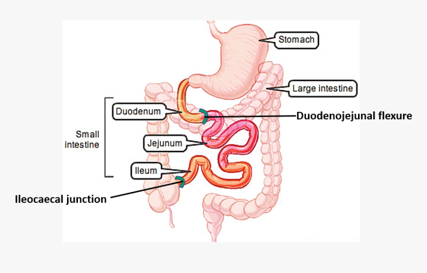 Parts Of Small Intestine - Coils Of Small Intestine, HD Png Download, Free Download