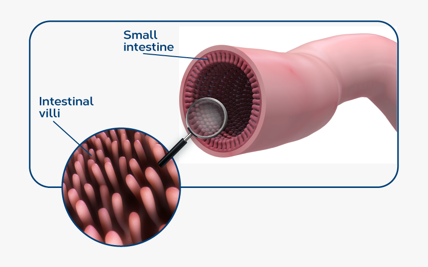 Small Intestine Villi Png, Transparent Png, Free Download