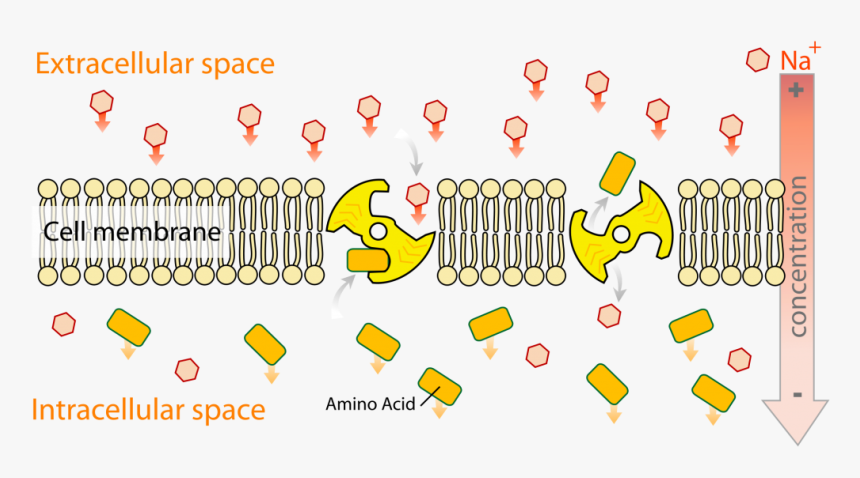 Carrier Protein Sodium Potassium Pump, HD Png Download, Free Download