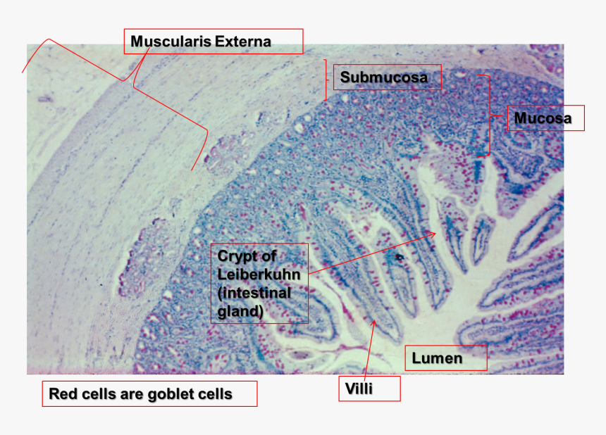 Small Intestine Slide - Map, HD Png Download, Free Download