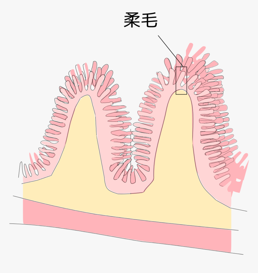 Villi In Small Intestine Diagram, HD Png Download, Free Download