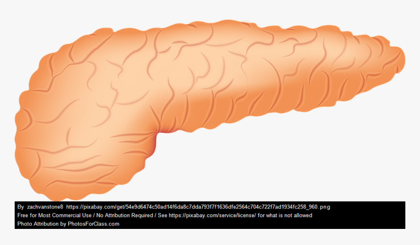Pancreas Clipart Transparent Background, HD Png Download, Free Download