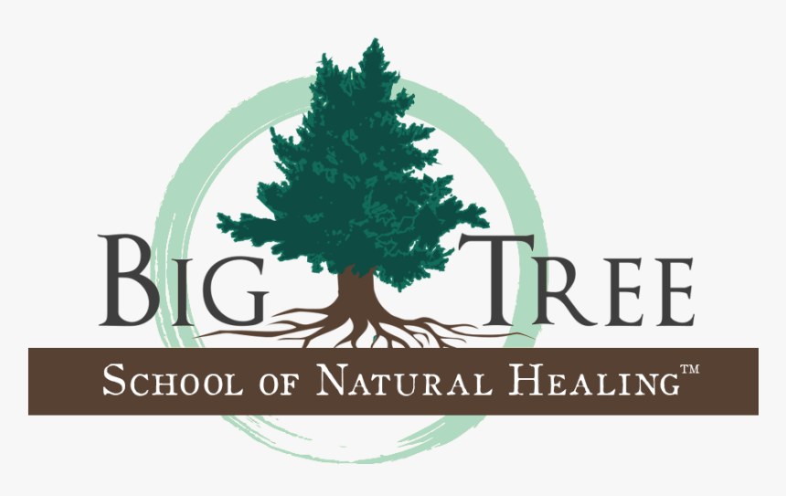 Big Tree Logo V2 - Colorado Spruce, HD Png Download, Free Download