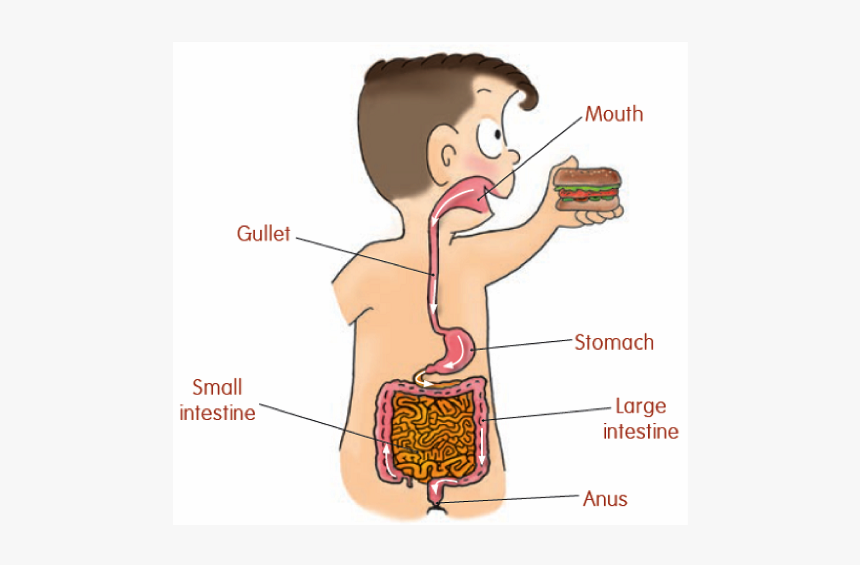 Small Intestine Png, Transparent Png, Free Download