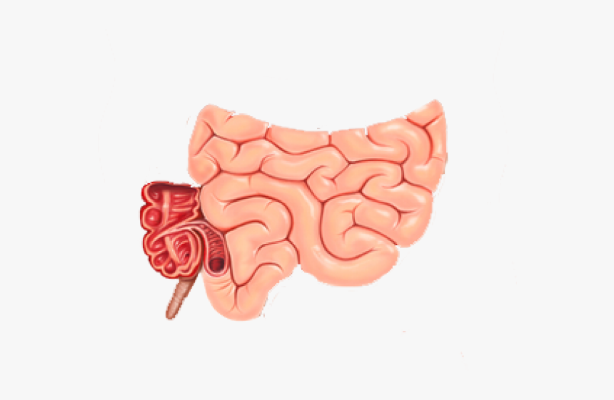 Small Intestine Cliparts - Gut Microbiota Breast Cancer, HD Png Download, Free Download