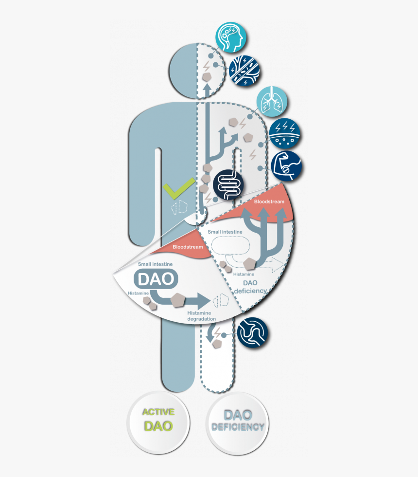 Dao Deficiency, Diamine Oxidase, Dao Deficiency Symptoms - Dao Symptom, HD Png Download, Free Download