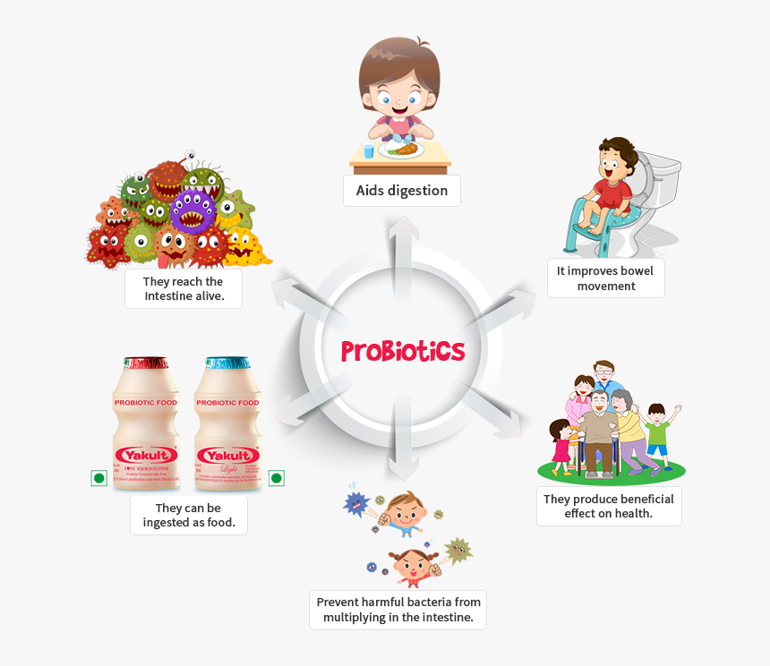 Effects Of Probiotics On Human Health, HD Png Download, Free Download