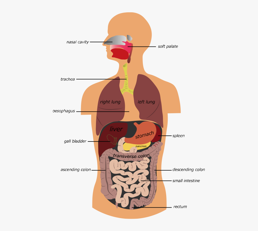 Picture - Digestive System With Lungs, HD Png Download, Free Download