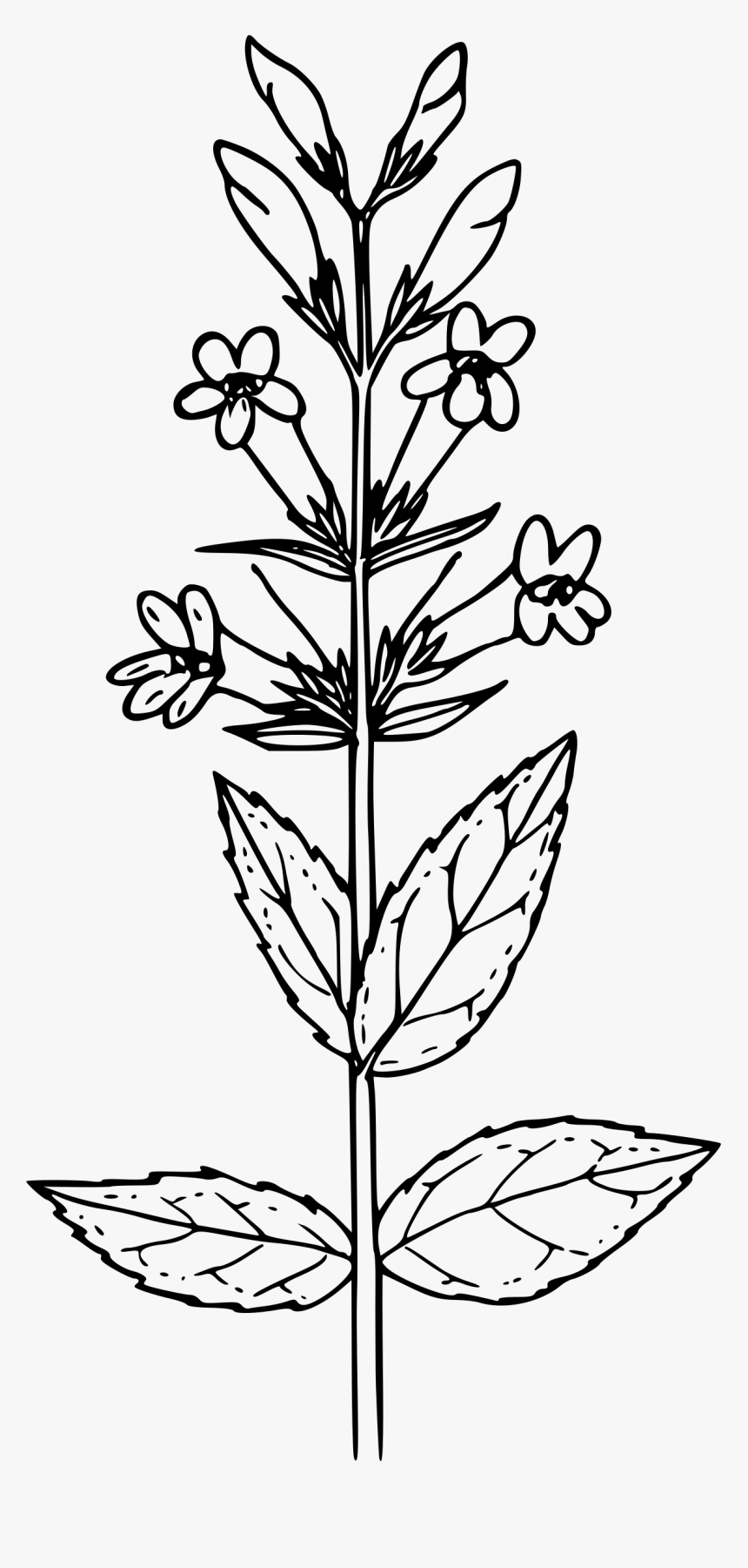 Blue Mountain Penstemon Clip Arts - Mustard Seed Plant Drawing, HD Png Download, Free Download