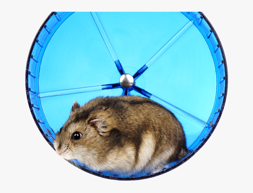 Running Hamster - Hamster, HD Png Download, Free Download