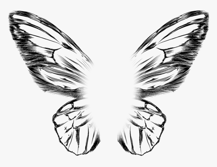 Transparent Asas Png - Butterfly Wings Drawing Png, Png Download, Free Download