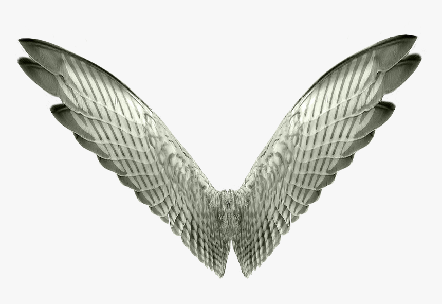 Asas Png - Wings - Tubes Ailes Png Transparent, Png Download, Free Download