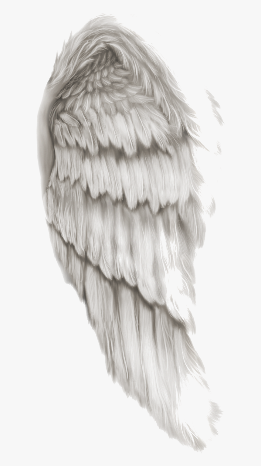 Angel Wings, HD Png Download, Free Download