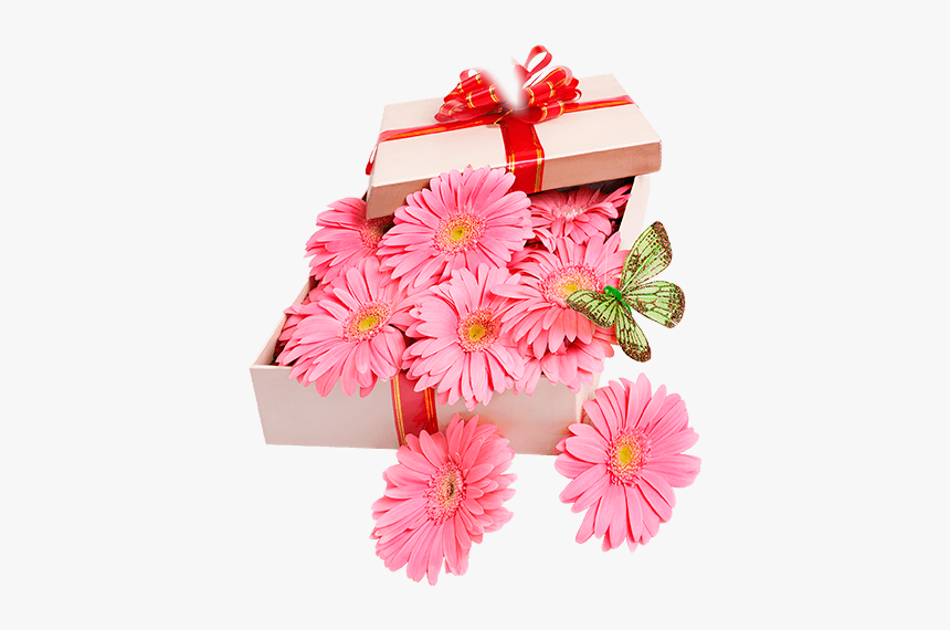 #pink #flowers #box #gift #valentine #flower #present - Barberton Daisy, HD Png Download, Free Download