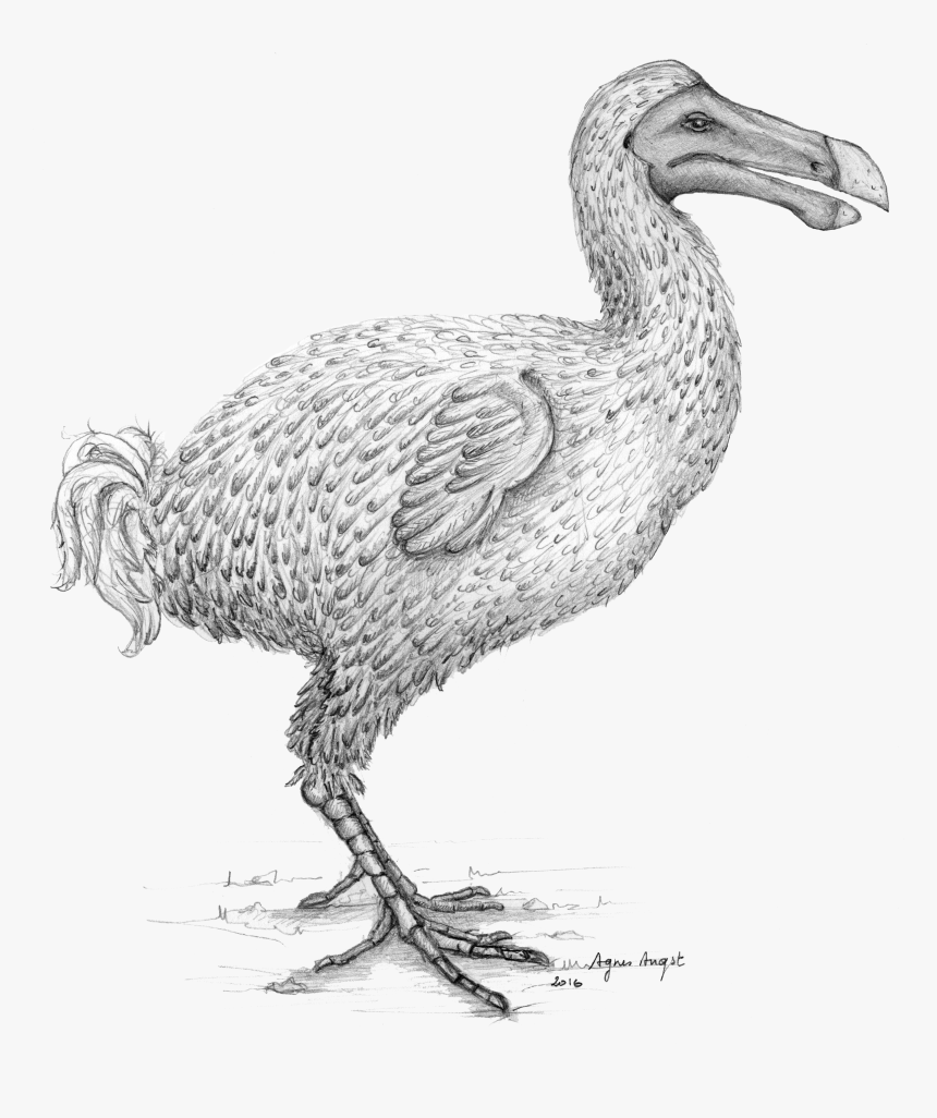 Dodo Bird Png, Transparent Png, Free Download