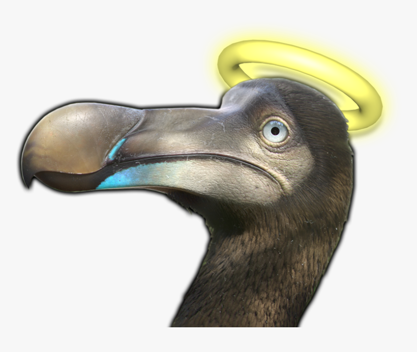 Dodo, HD Png Download, Free Download