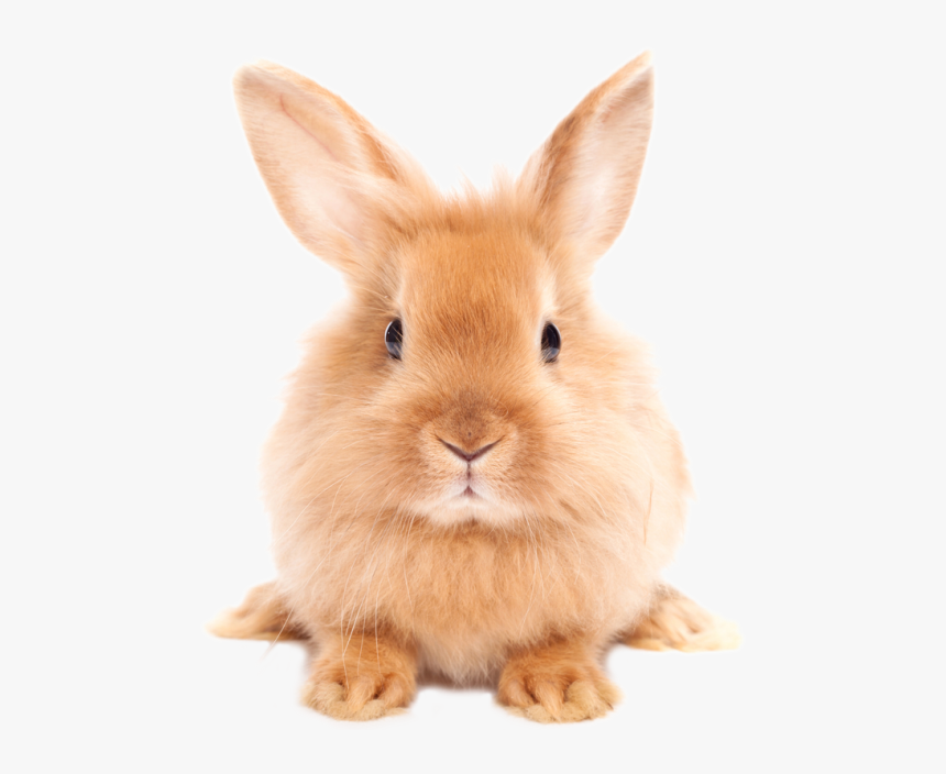 Easter Bunny Png - Rabbit Png, Transparent Png, Free Download