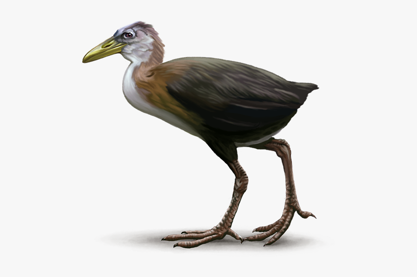 Rail Bird Png, Transparent Png, Free Download