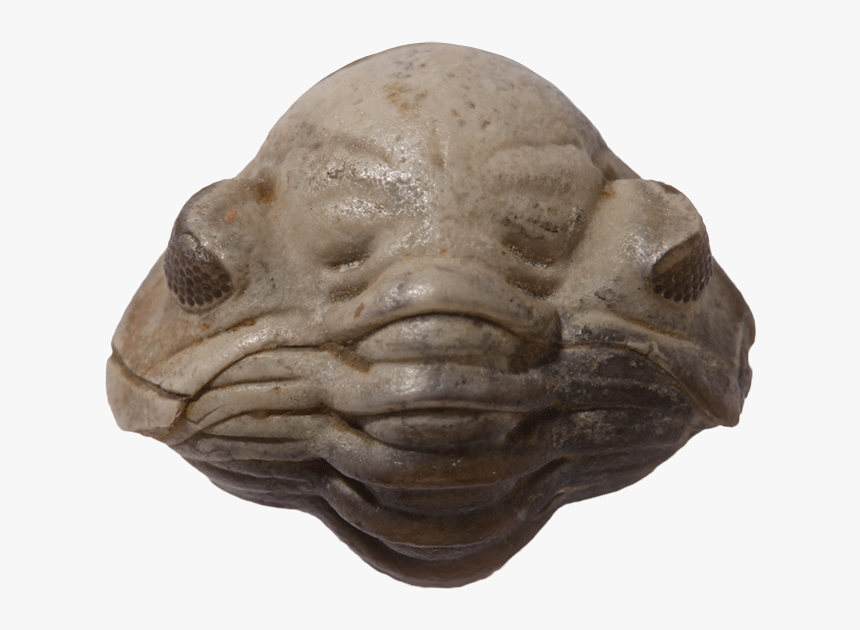 Trilobite - Frog, HD Png Download, Free Download