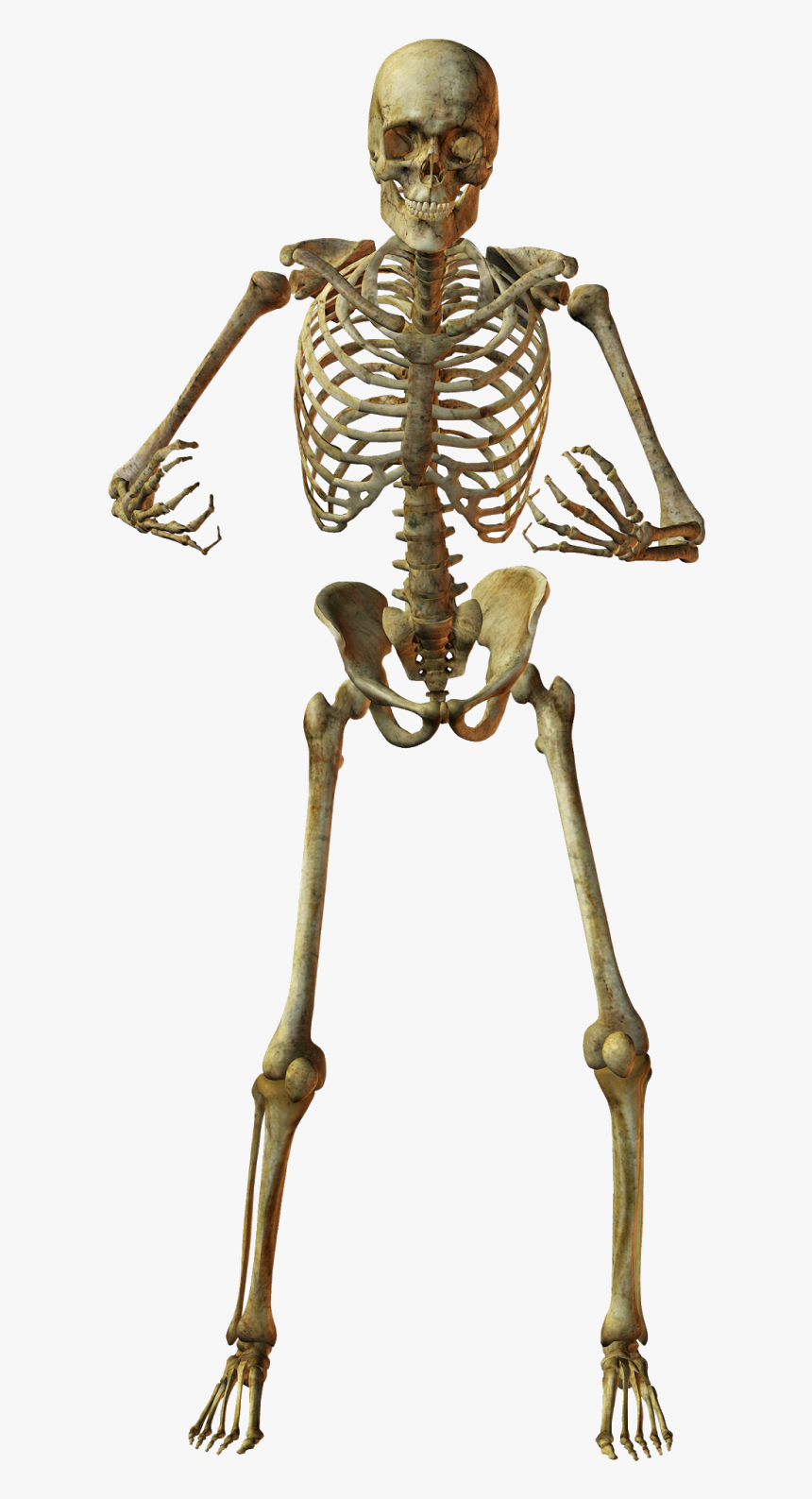 Human Skeleton Bone Anatomy - Skeleton Png, Transparent Png, Free Download