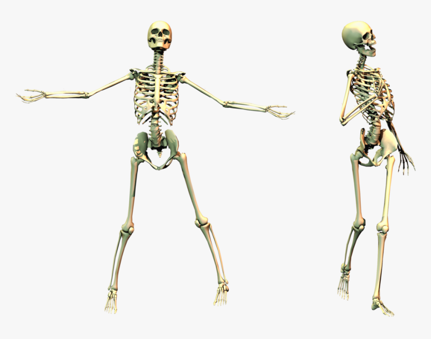 Human Skeleton Bone - Skeleton With Transparent Background, HD Png Download, Free Download