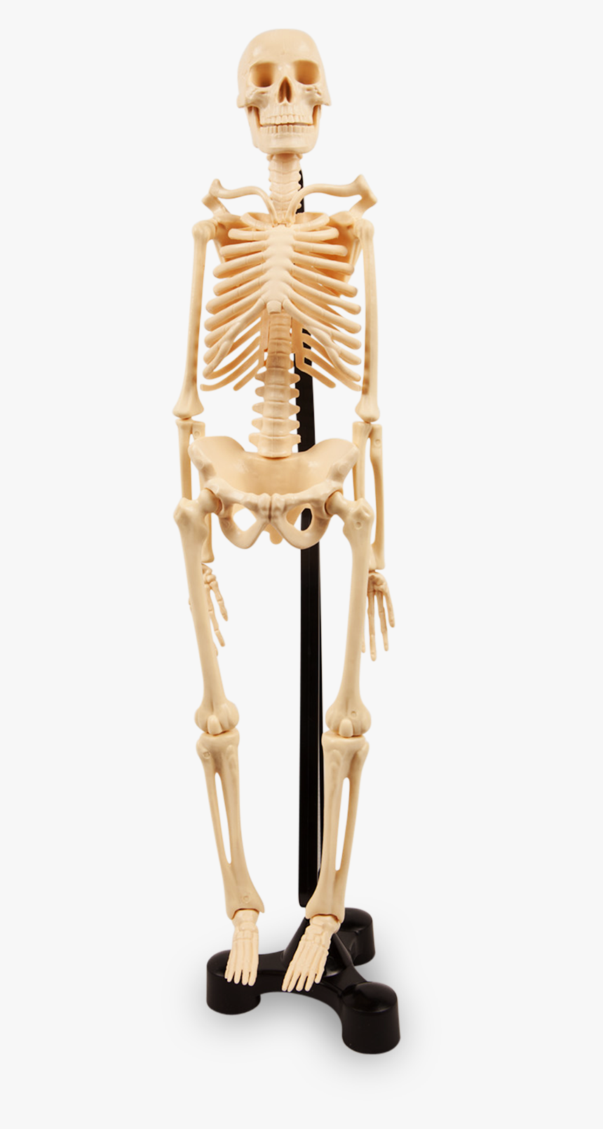 Human Skeleton - Skeleton On A Stand Png, Transparent Png, Free Download