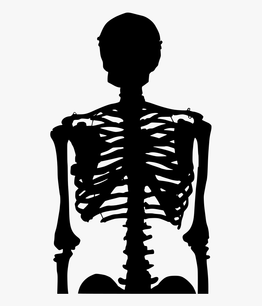 Human Skeleton, HD Png Download, Free Download