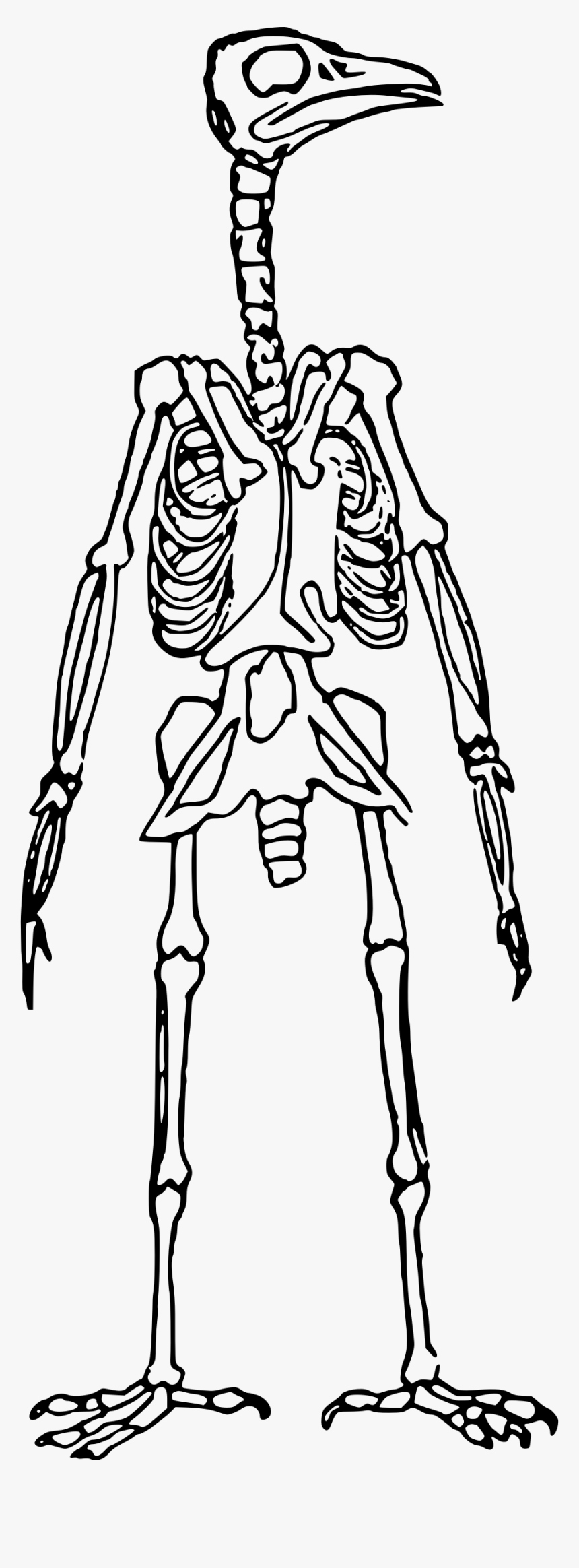Bird Skeleton Standing Clip Arts - Bird Skeleton Clip Art, HD Png Download, Free Download