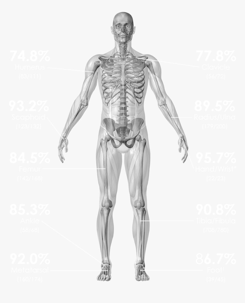 Human Skeleton High Resolution, HD Png Download, Free Download