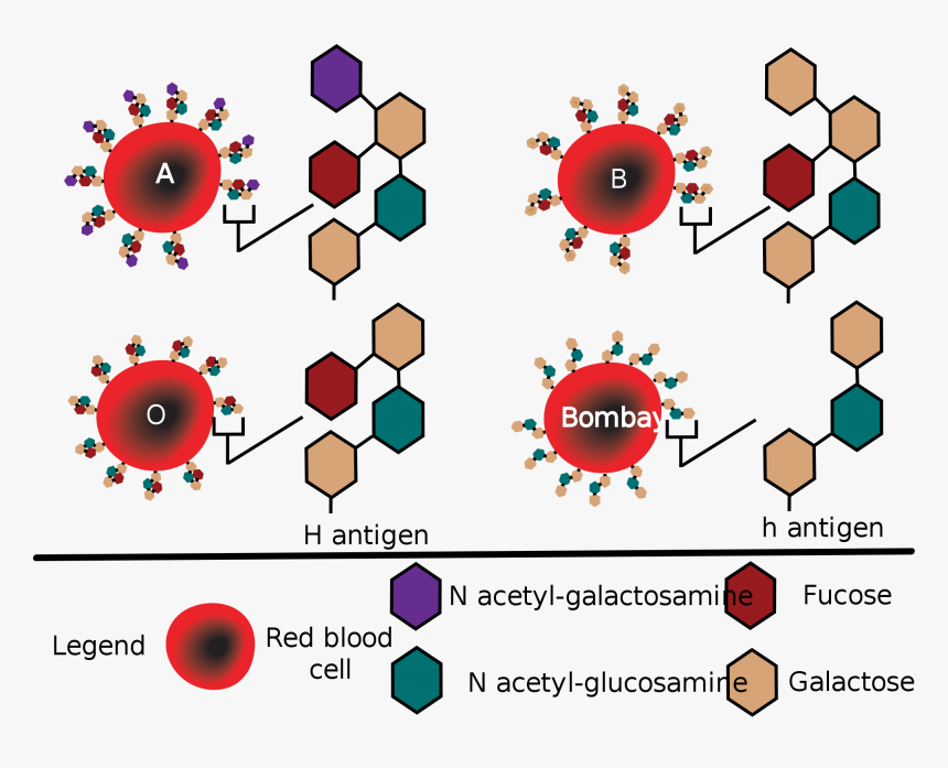 Https - //upload - Wikimedia - - Svg/784px-bombay - - Abo Blood Group Glycosylation, HD Png Download, Free Download