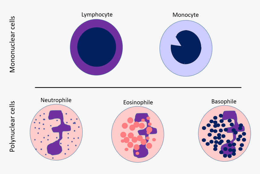 Life Science Explained To Normal People - Lymphocytes White Blood Cell Diagram, HD Png Download, Free Download