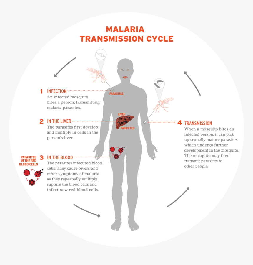 Plasmodium Vector Blood Cells - Natural History Of Lymphatic Filariasis, HD Png Download, Free Download