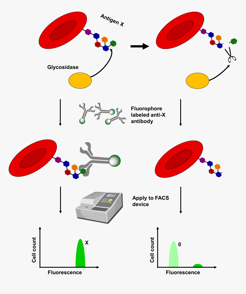 Conversion Of Blood Type, HD Png Download, Free Download