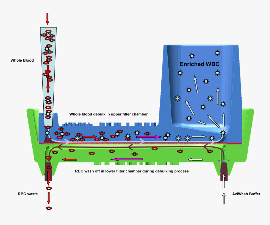 White Blood Cell Filtration, HD Png Download, Free Download