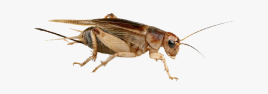 Cricket Insect Png - Cuantas Patas Tiene Un Grillo, Transparent Png, Free Download
