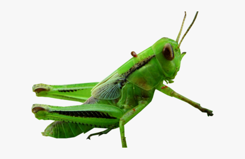 Transparent Grasshopper Png - Insect, Png Download, Free Download