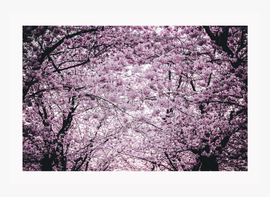 Cherry Blossom, HD Png Download, Free Download