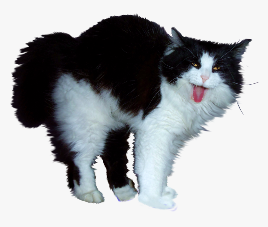 Cat Png - Hot Dog Cat Gif, Transparent Png, Free Download