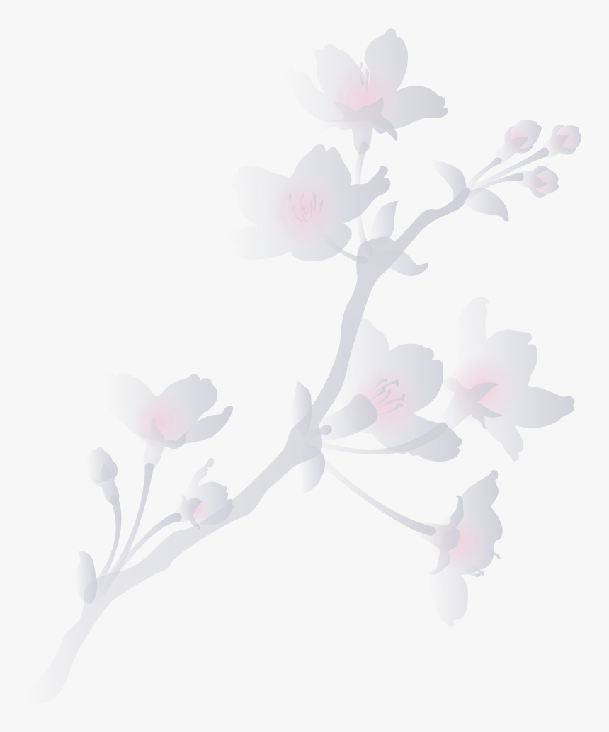 Cherry Blossom, HD Png Download, Free Download